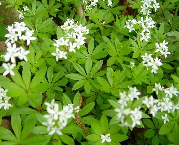 Ясменник душистый. Ясменник душистый (Asperula odorata). Ясменник пахучий. Ясменник красильный. Шагая по пахучему лиственному