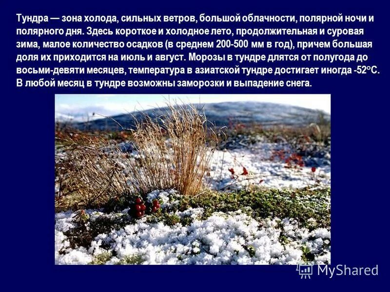 сильные ветры тундра. климатические условия тундры в россии. сильные ветры тундра.