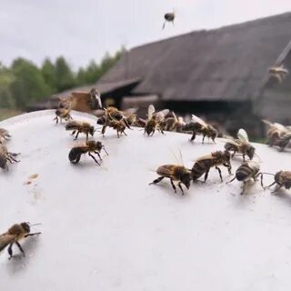 Зимние пчелы