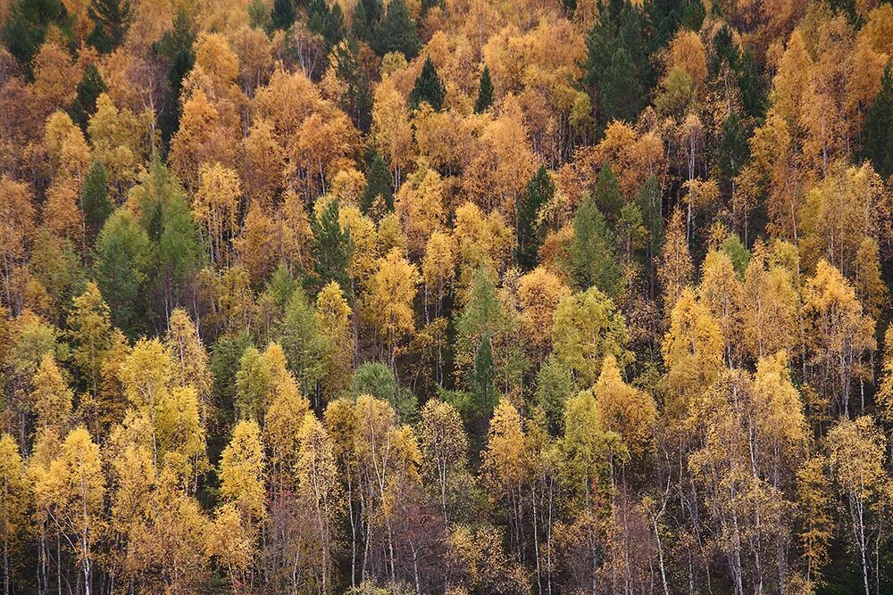 Какое лето в зоне лесов