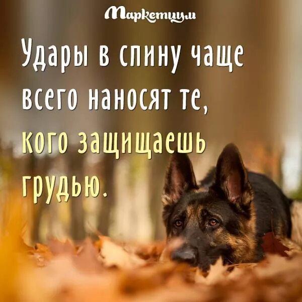 Добрых чаще предают