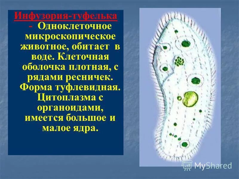 Инфузория туфелька какой органоид. Инфузория туфелька цитоплазма. Органоиды инфузории. Цитоплазма у инфузории туфельки. Большое и Малое ядро у инфузории функции.