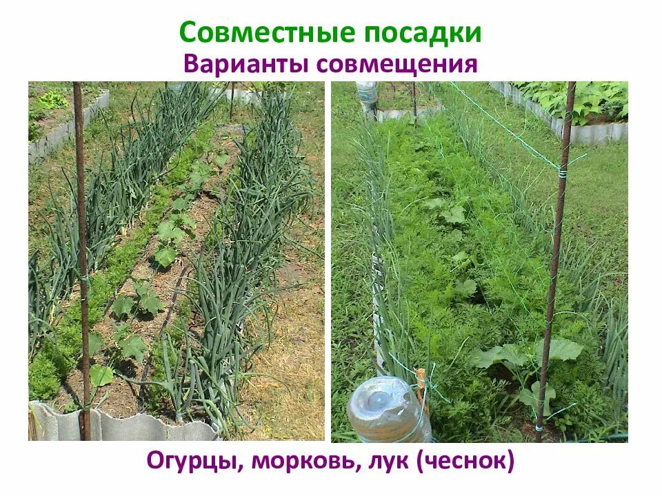 Сажают ли лук с помидорами