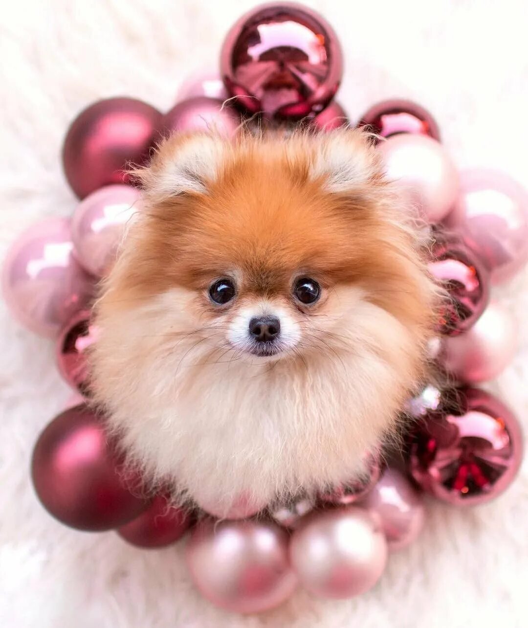 Вельш шпиц. Померанский шпиц Teacup.. Померанский Пуппи. Шпиц cute Pomeranian. Собачки например