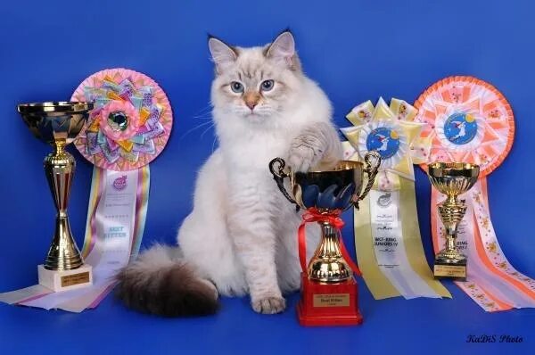 Награды кошек на выставке. Котенок с медалью. Награды для кошек. Выставка кошек. Award для кошек купить