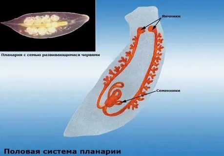 Половая система планарии