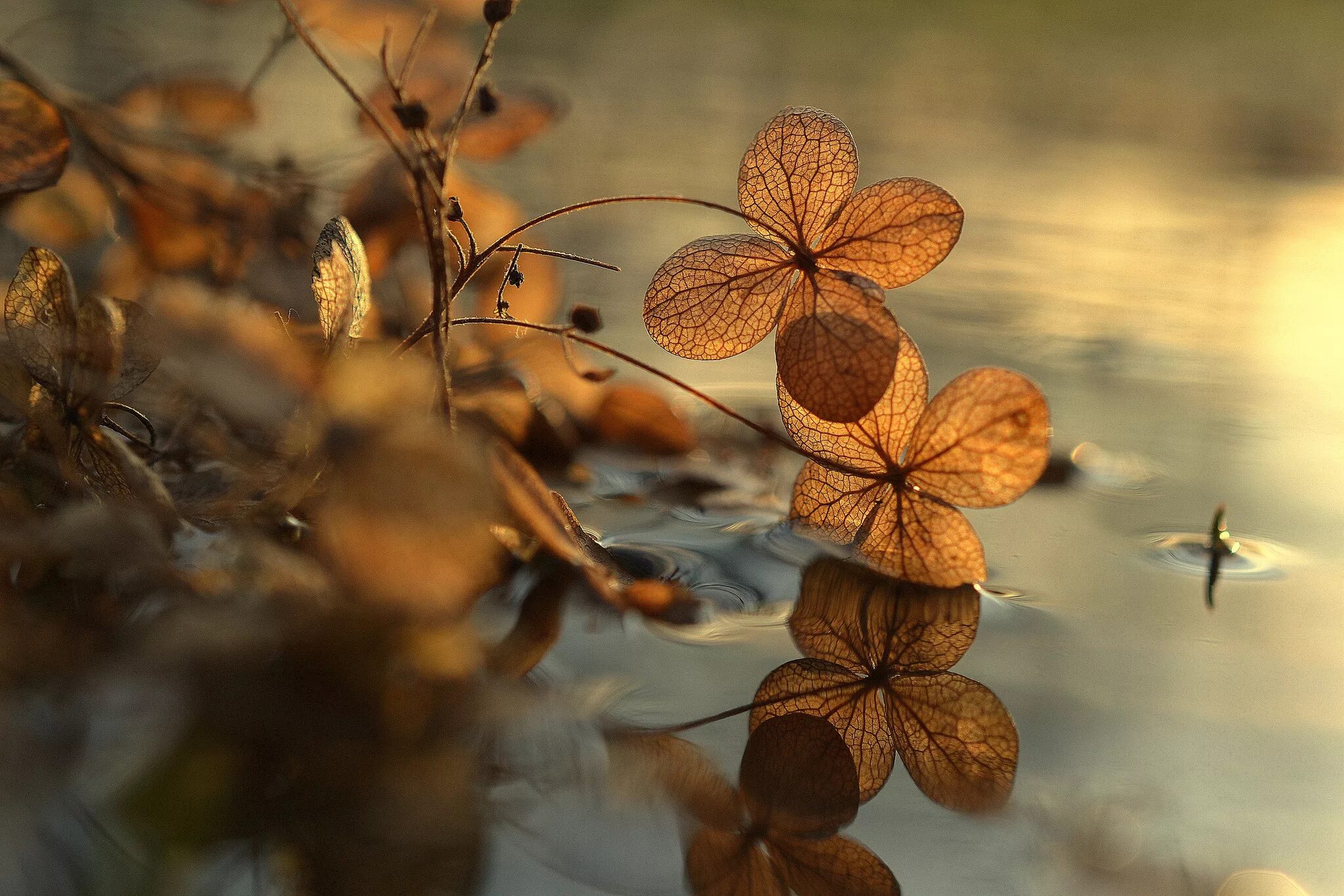 Brown flowers