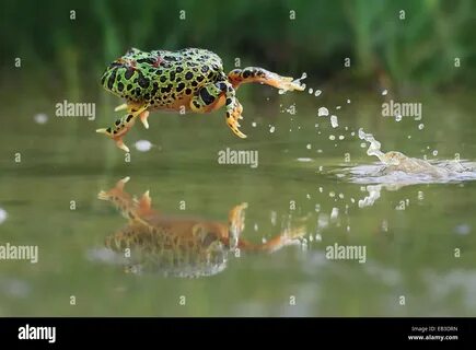 Riau islands frog hi-res stock photography and images - Alamy.