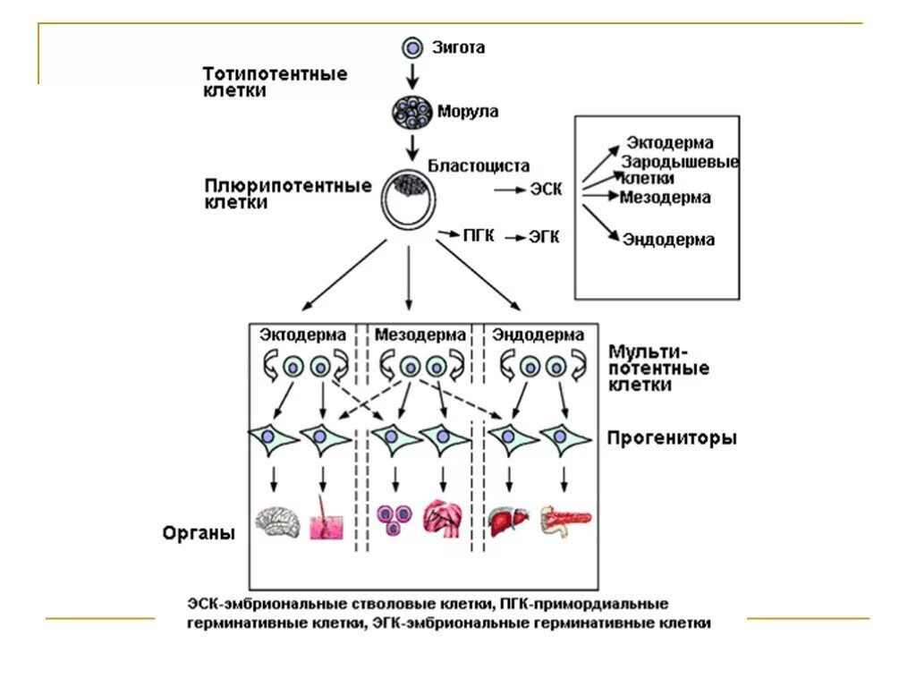 Тотипотентные стволовые клетки схема. Тотипотентная стволовая клетка. Тотипотентные клетки характеристика. Стволовая клетка классификация.