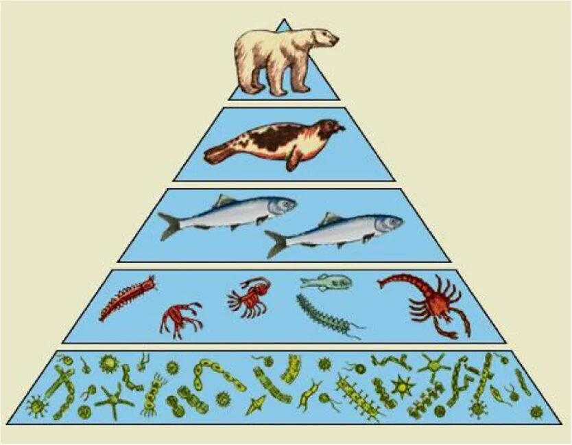 Первыми в пищевой цепи являются. Экологическая пирамида морской экосистемы. Экологическая пирамида консументы. Экологическая пирамида биомассы. Пищевая экологическая ,трофическая пирамида.