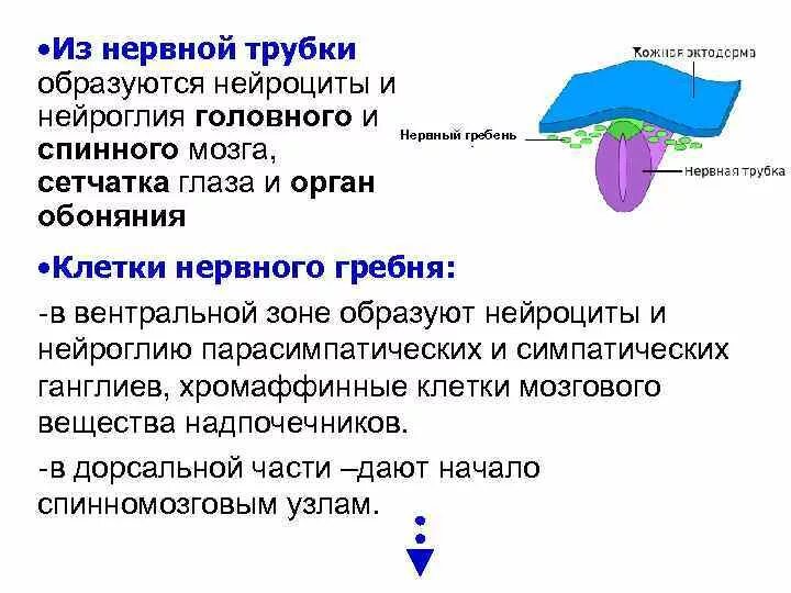 Нервная трубка и нервный гребень. Нервная трубка закладывается из. Производные нервной трубки. Производные нервной трубки и гребня. Формирующийся гребень