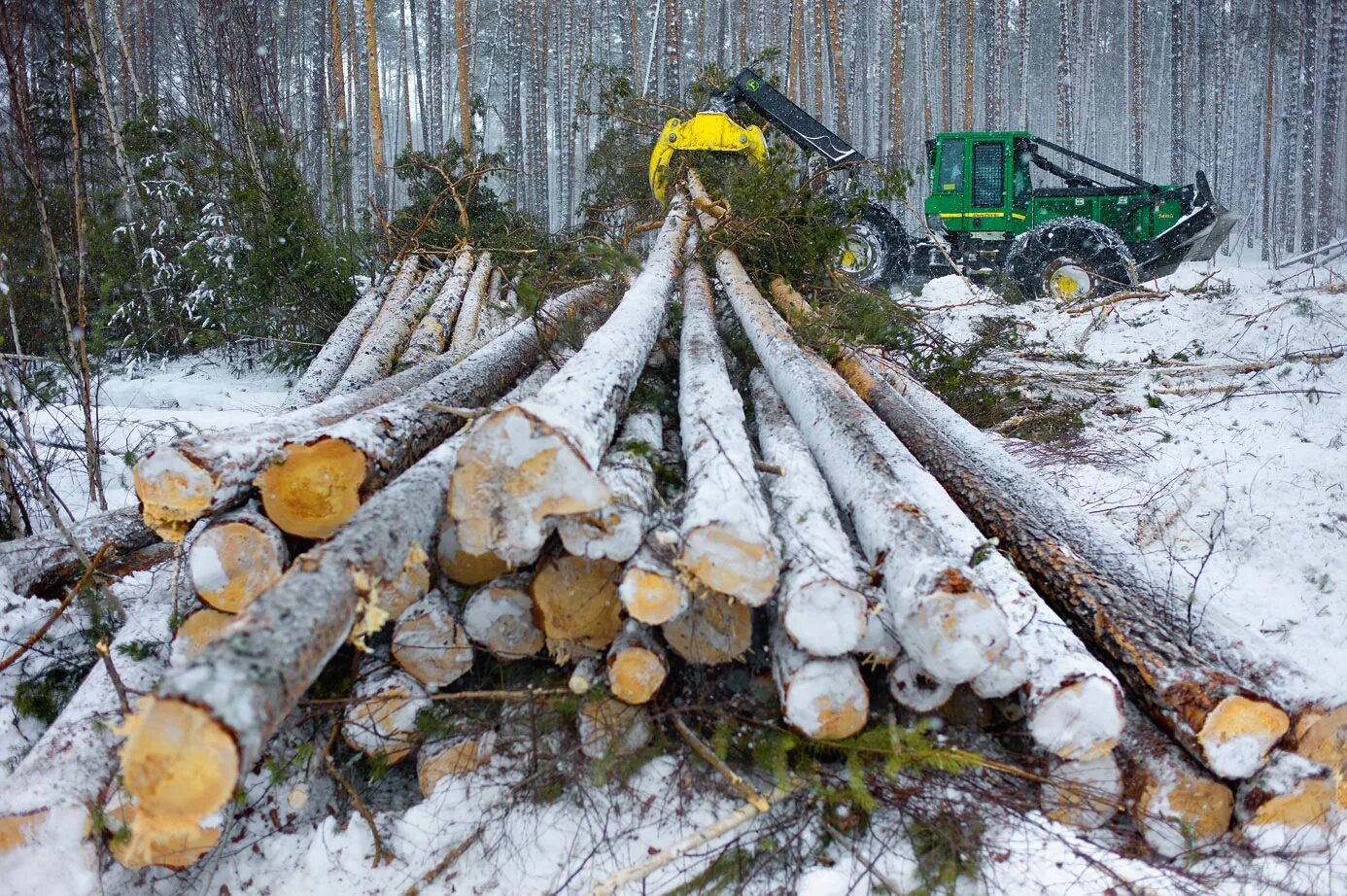 Вырубка хвойных. Трелевка Хлыстов древесины что это. Заготовка древесины. Заготовка леса. Зимние лесозаготовки.