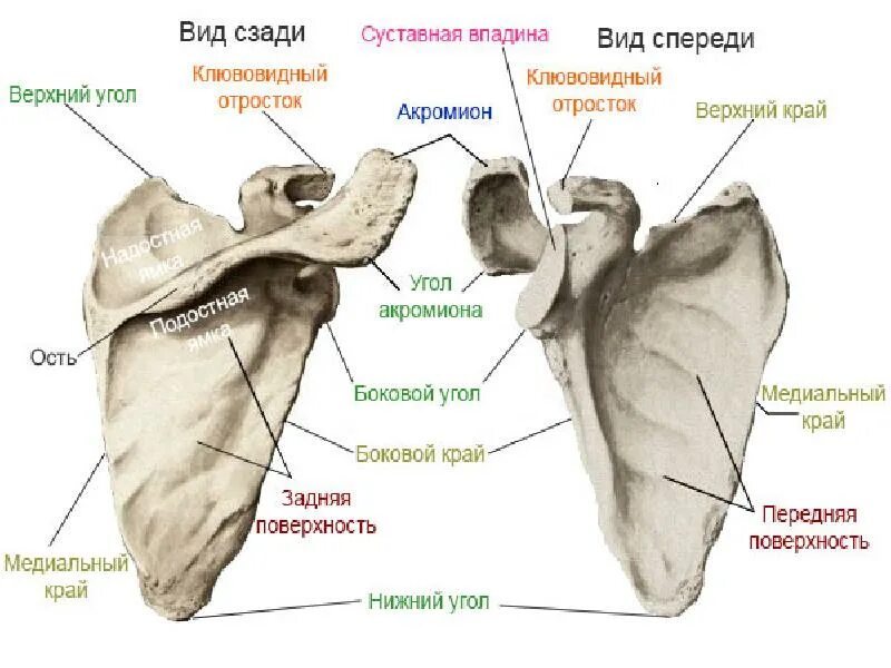 Передний верхний край. Строение лопатки вид спереди. Лопатка анатомия вид спереди.