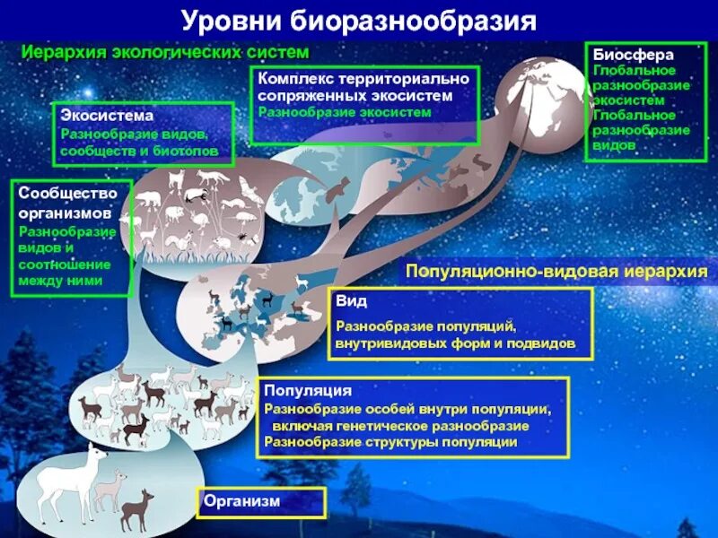 Методы оценки биоразнообразия. Структура биоразнообразия. Уровни биологического разнообразия. Показатели биологического разнообразия. Биологическое разнообразие 5 класс