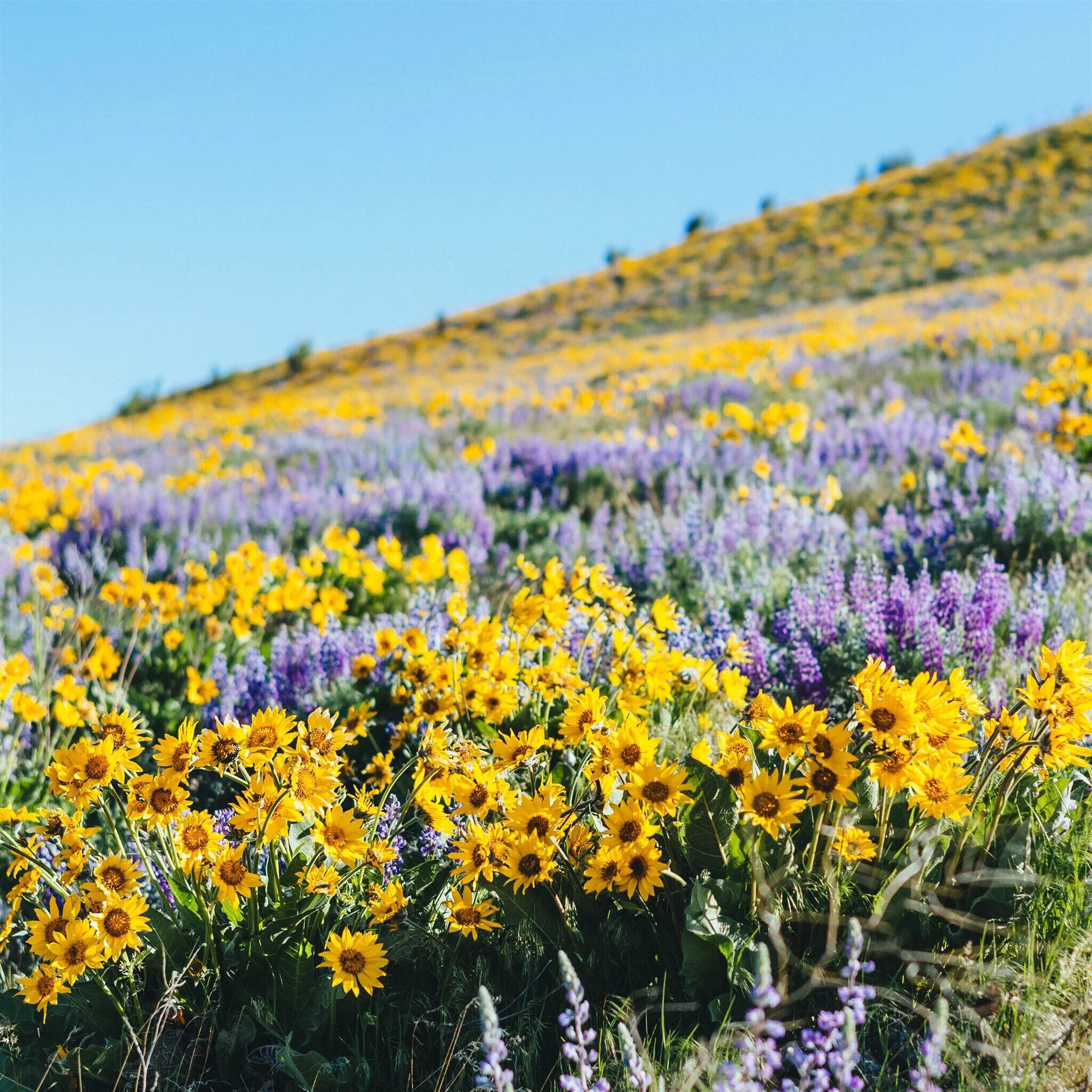 цветок запада. цветок запада. цветок запада. зефирантес мощный. полевой цветок фиолетовый с желтым.