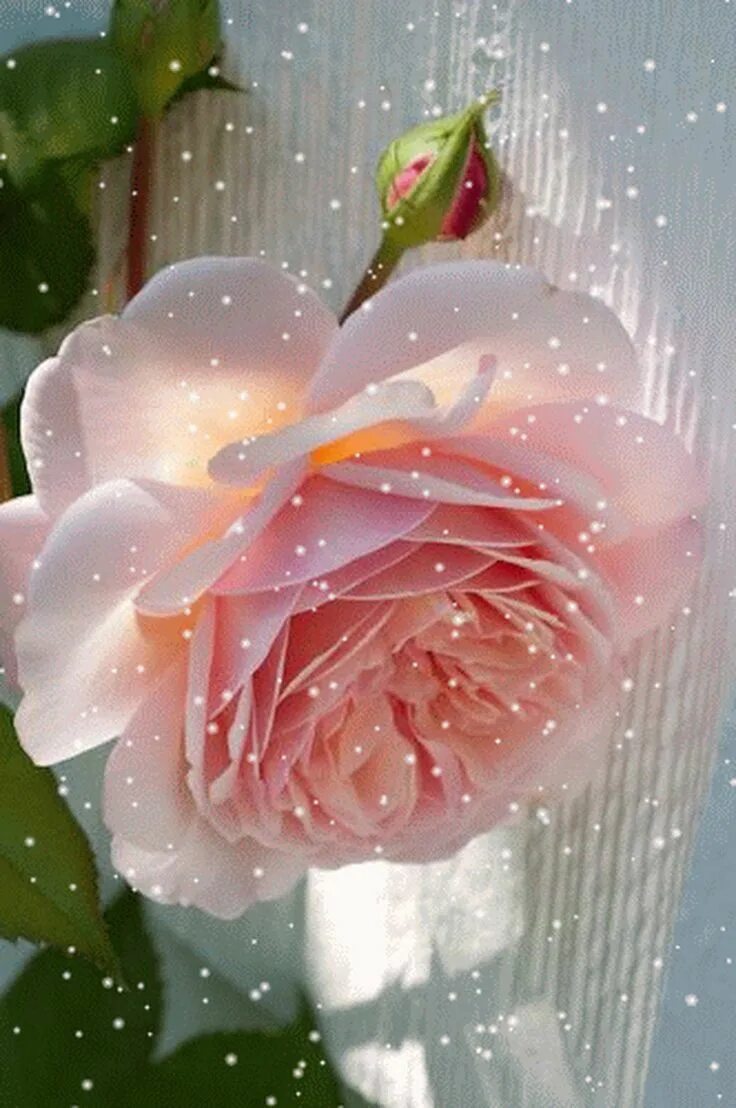 Фиалка pink tulip. Анимация розы распускаются. Бледно розовые розы. Нежный распустившийся цветок. Нежный распустившийся цветок.