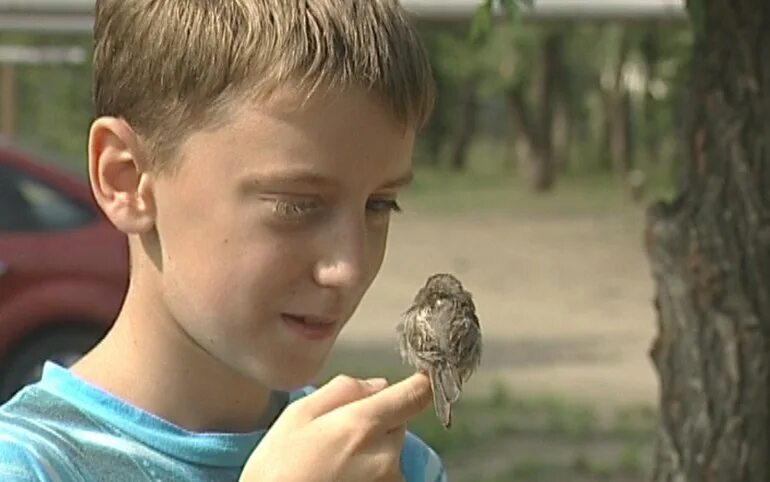 Воробей мальчик. Мальчик и птичка. Воробушек мальчик. Мальчик птичка для детей.