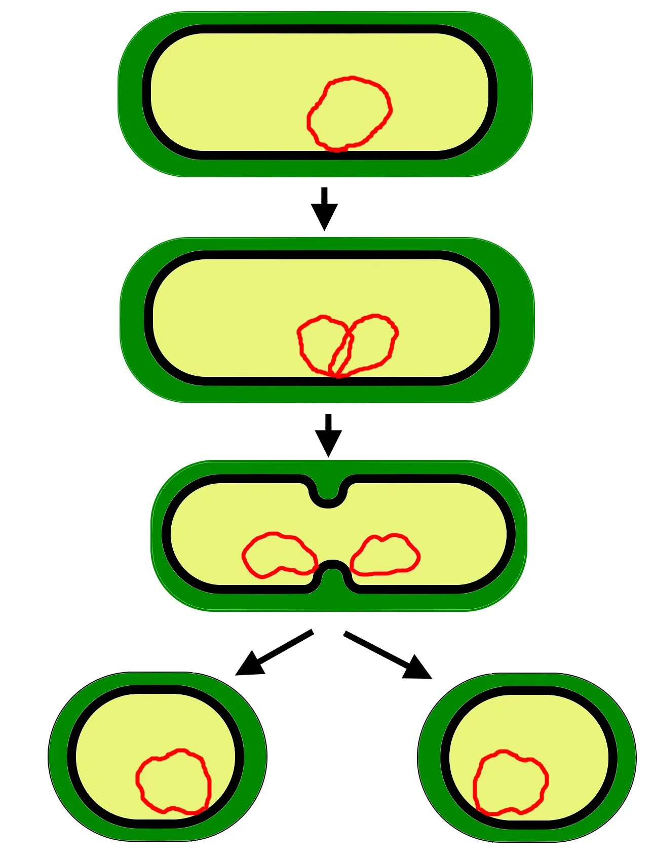 Схема бинарного деления бактериальной клетки. Бинарное деление бактерий схема. Схема деления прокариотической клетки. Размножение бактерий схема. Деление клетки пополам