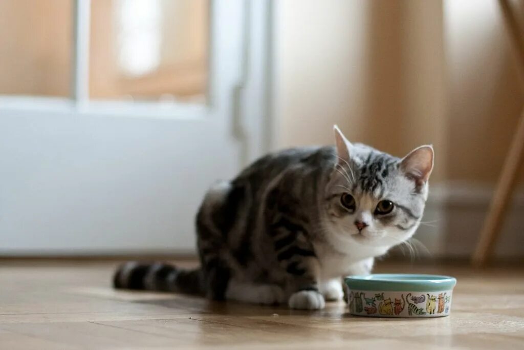 Feed your cat