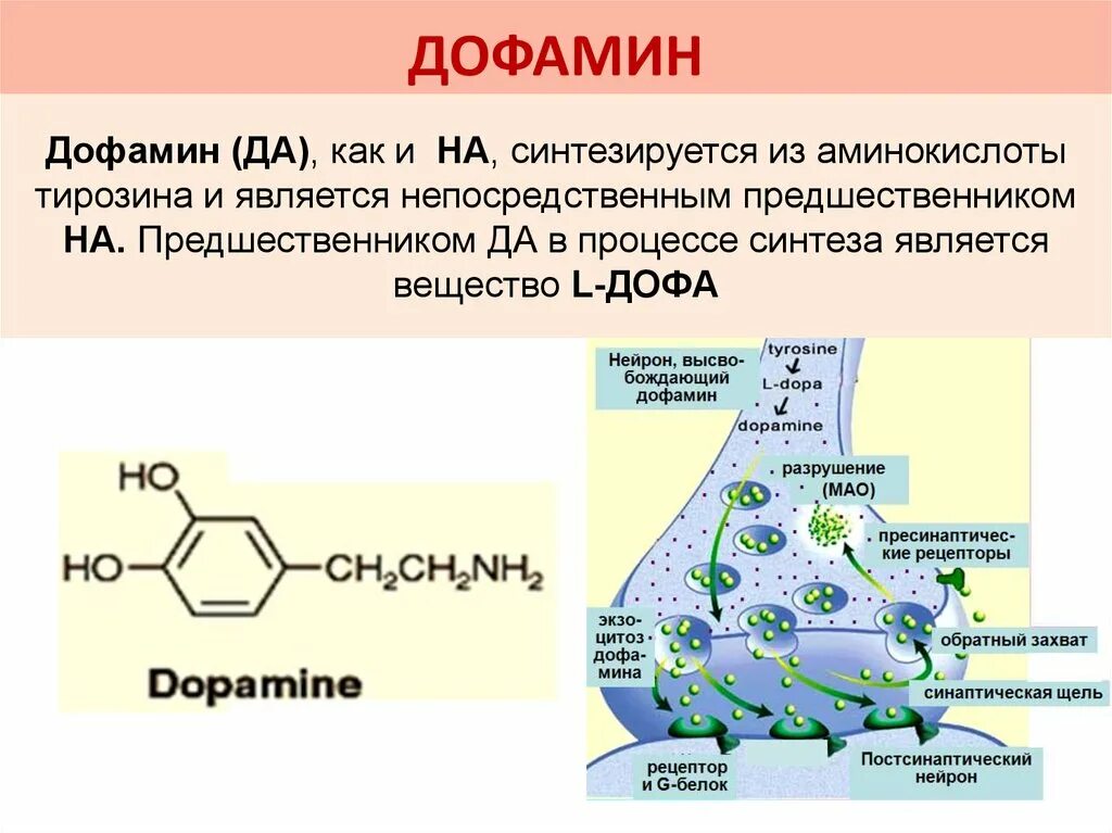 Адреналин образуется. Биосинтез дофамина. Синтез дофамина из Дофа. Реакция образования дофамина. Синтез дофамина биохимия.
