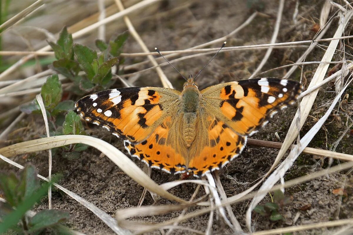 гималайская пятнистая королевская бабочка. гусеница бабочки шоколадницы. первые бабочки. бабочка ранней весной. первые бабочки весной.