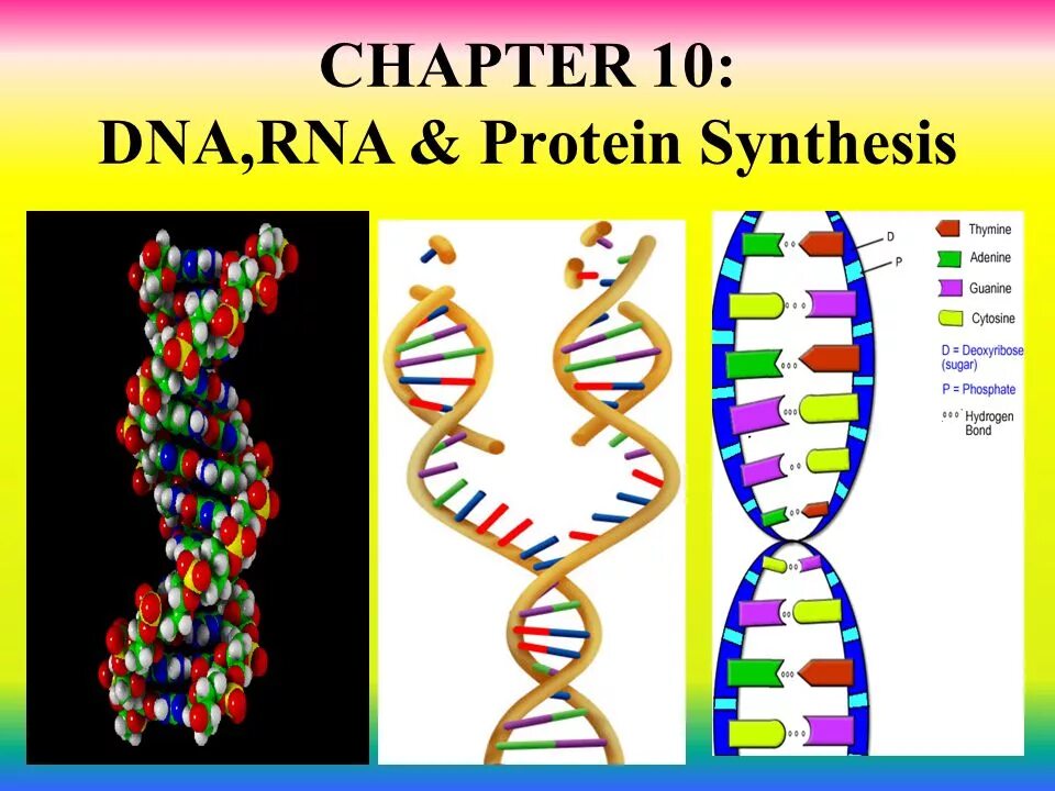 Белковая рнк. ДНК И РНК. ДНК И РНК рисунок. Protein Synthesis DNA. Белок РНК.