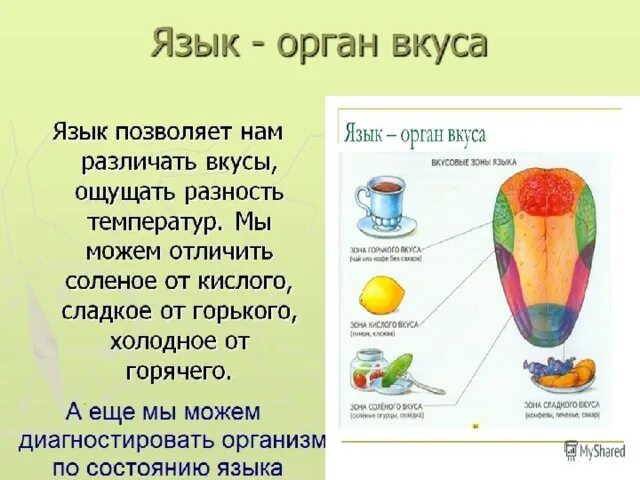 Органы чувств 4 класс язык орган вкуса. Доклад на тему язык орган вкуса 4 класс окружающий мир. Язык орган вкуса 3 класс. Доклад про язык.