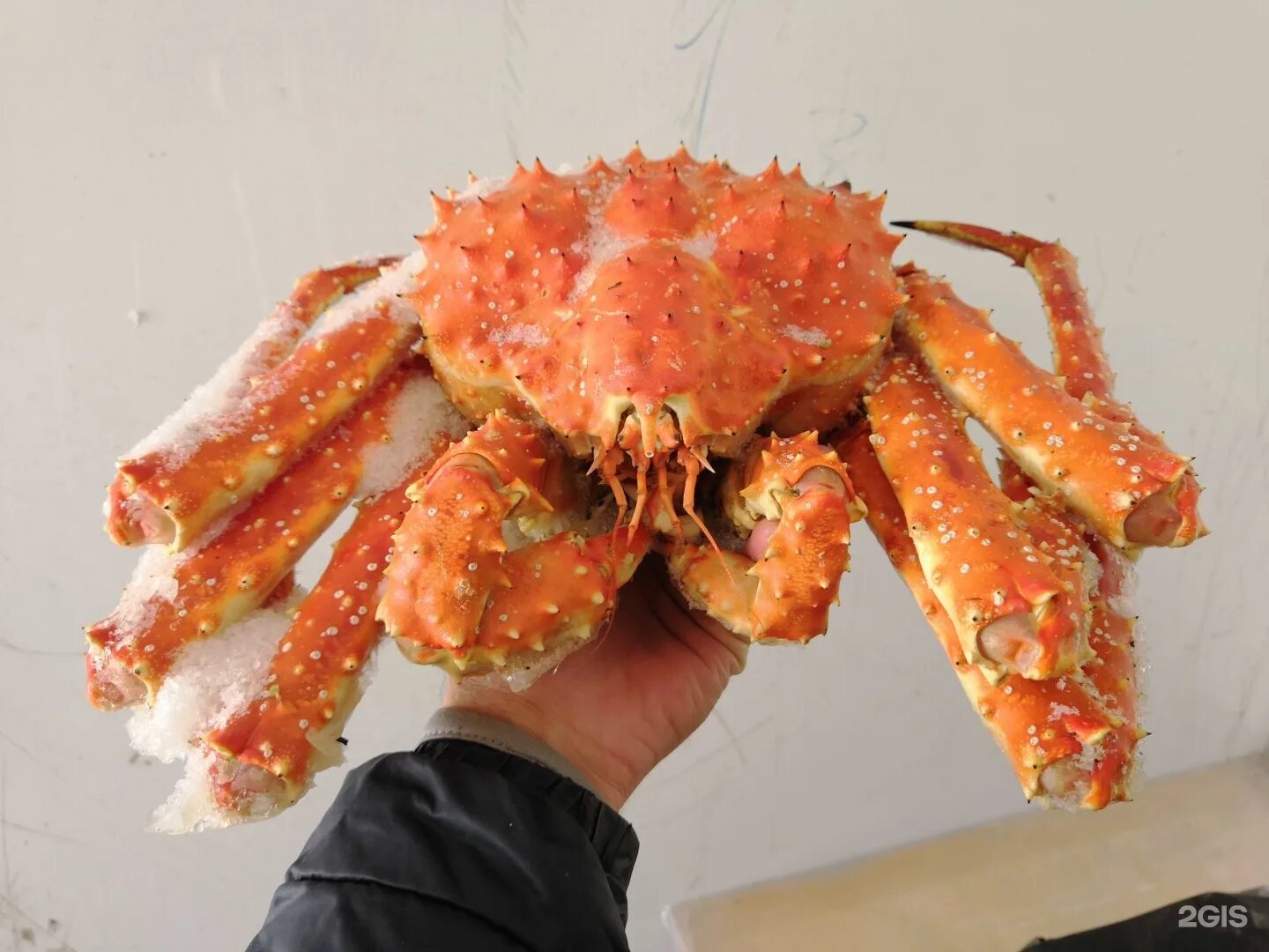 Сухопутный краб. Лягушачий краб. Камчатский краб альбинос. Дальневосточный краб. Мангровый древесный краб.