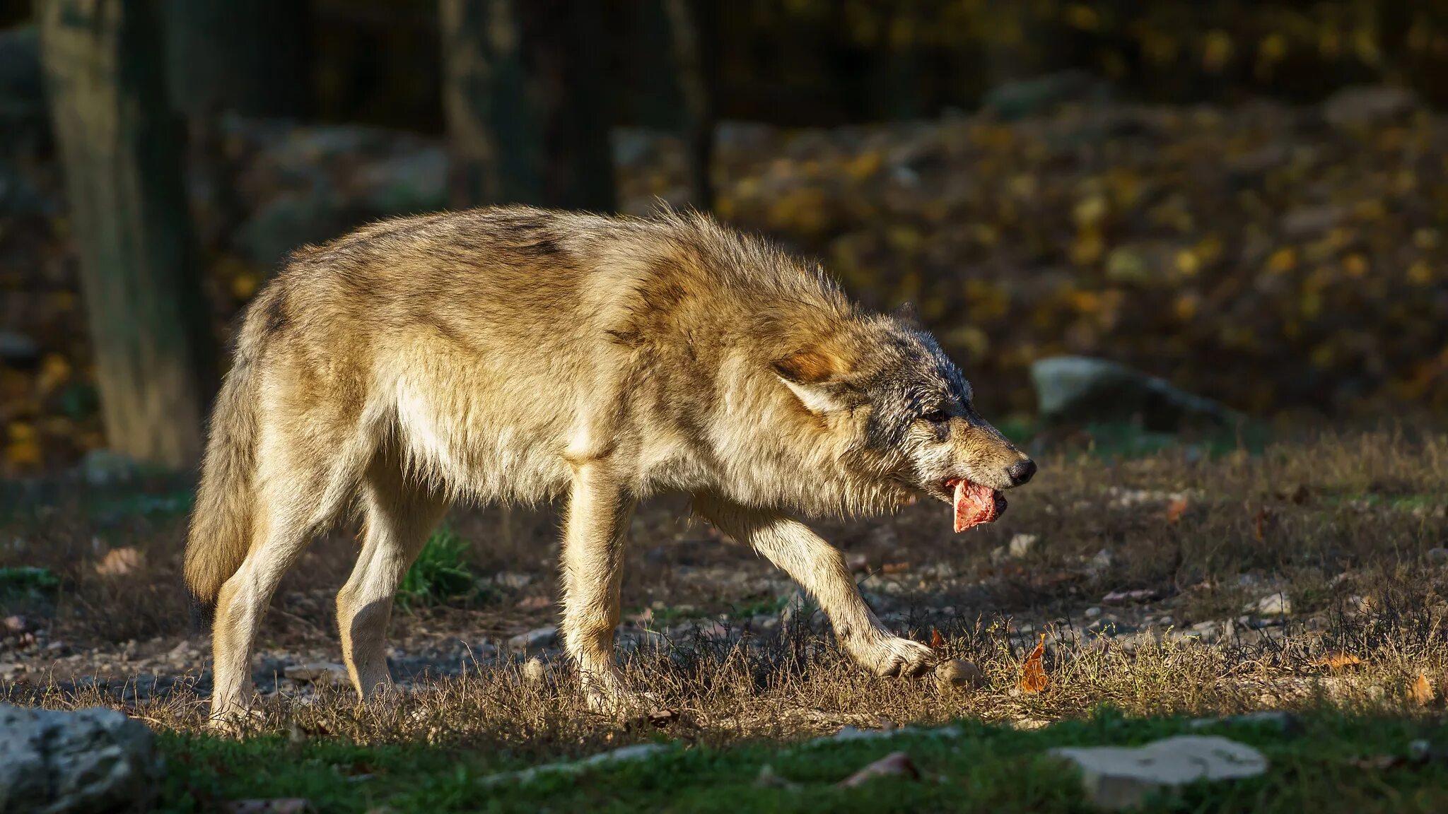 евразийский волк оскал. добыча волка. волк плавает. речной волк. добыча волка.