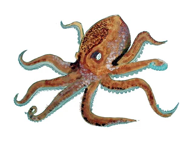 Как звали осьминога. Осьминог джильберта. Как звали осьминога. Доклад про осьминога. Осьминог хамелеон.