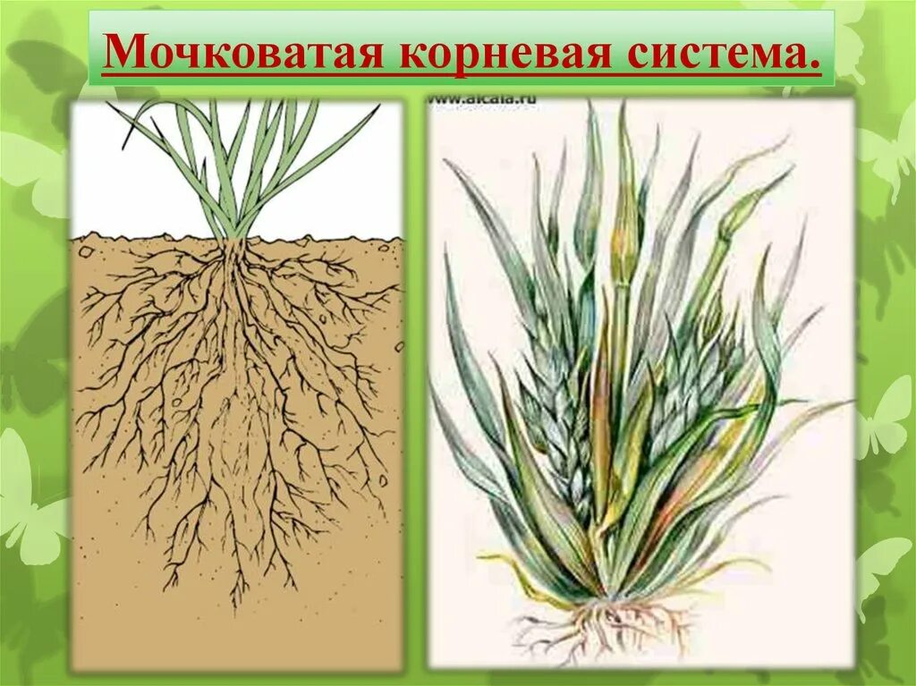 Растений имеют мочковатую корневую систему. Строение мочковатой корневой системы. Мочковатая корневая система пшеницы. Растения с мочковатой системой.