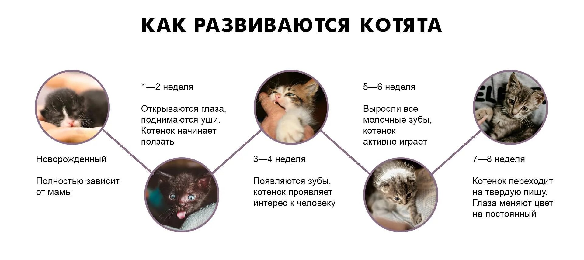 У кошек 1 жизнь