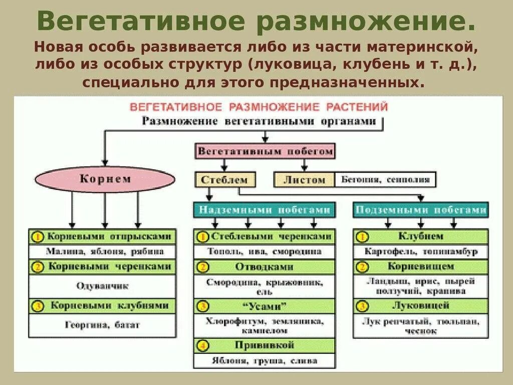 Размножение растений и его значение 6 класс. Вегетативное размножение цветковых растений схема. Метод вегетативного размножения растений. Основные способы вегетативного размножения 6 класс. Способы вегетативного размножения растений таблица с примерами.