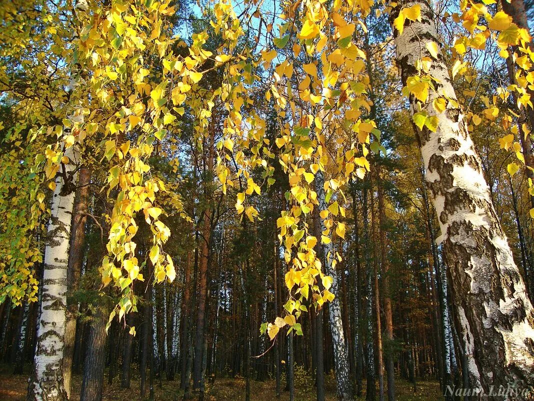 природа урала береза. косы березы. березка с косичками фото. березовые косы. осень в заречном пензенской области.