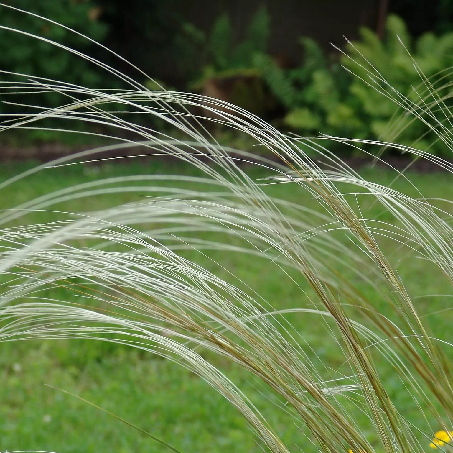 Соответствующее название ковыля. Ковыль перистый (Stipa pennata). Ковыль перистый Stípa pennáta. Ковыль перистый (Stipa pennata l.). Ковыль (Stipa).