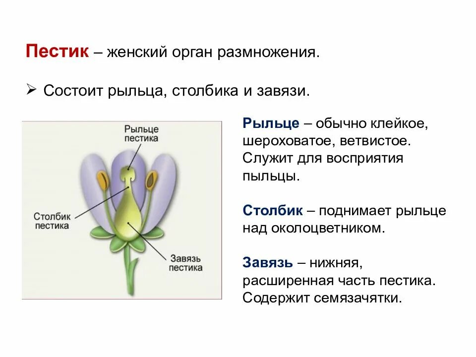 Нижняя расширенная часть пестика. Пестик рыльце завязь. Завязь пестика рыльце пестика. Перистое строение рыльца пестика. Из чего состоит пестик 6 класс.