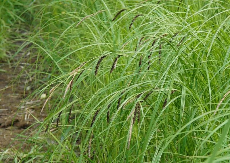 Acuta латынь. Осока Болотная. Осока Carex. Осока черная Carex nigra. Осока острая (Carex acuta).