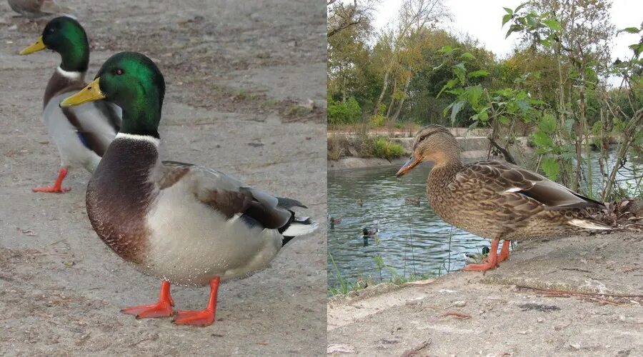 папа утка. мама и папа утки. папа утка. домашняя утка и селезень. папа утка.