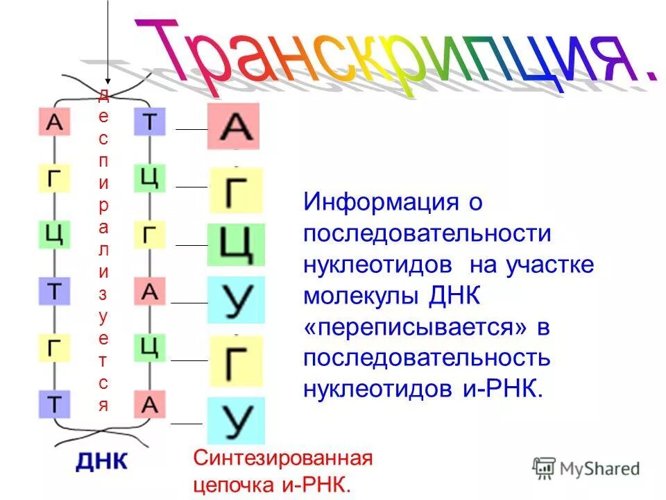 Установите соответствие между днк и рнк. Нуклеотидная цепочка РНК. Последовательность нуклеотидов ИРНК. ДНК И РНК цепочка нуклеотидов. ТРНК последовательность нуклеотидов.