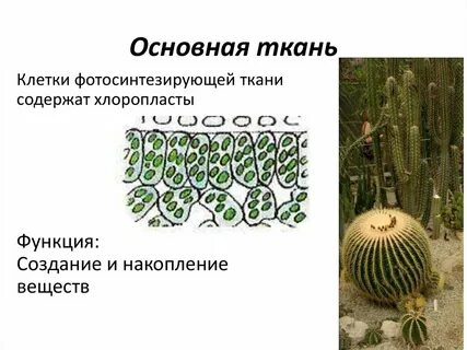 Из чего состоит основная ткань растений
