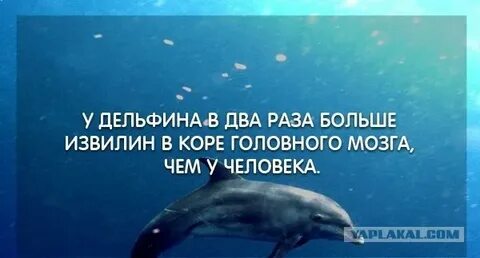 Дельфины факты