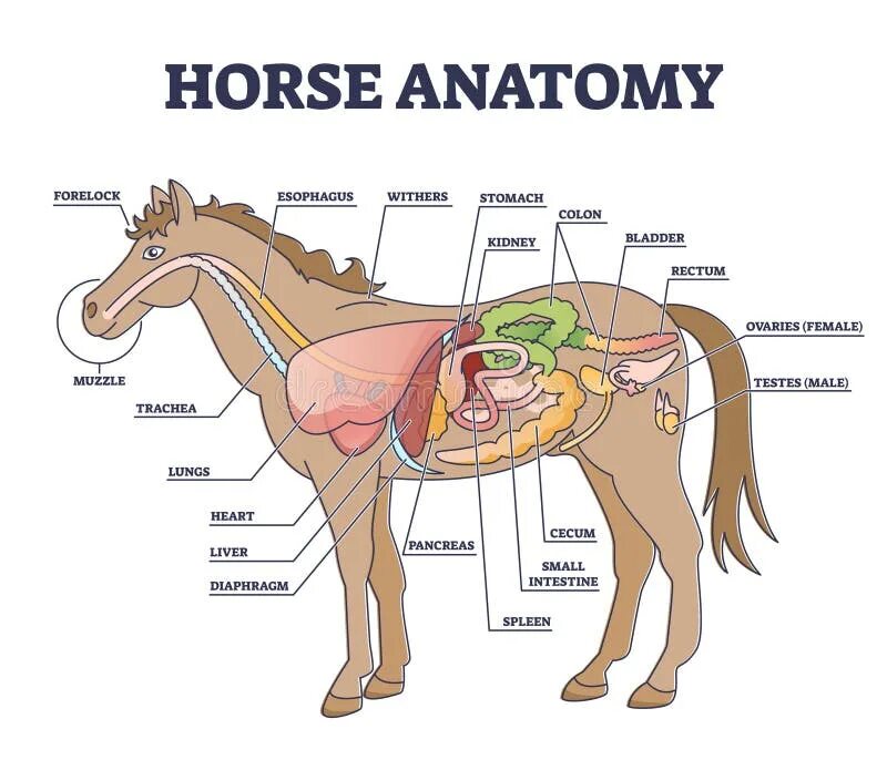 Органы лошади. Внутренние органы коня. Расположение органов у лошади. Внутренности лошади.