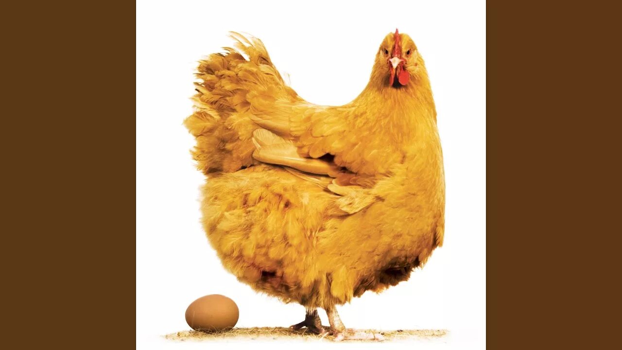 Chicken song