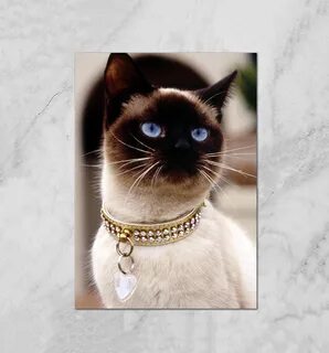 День сиамской кошки