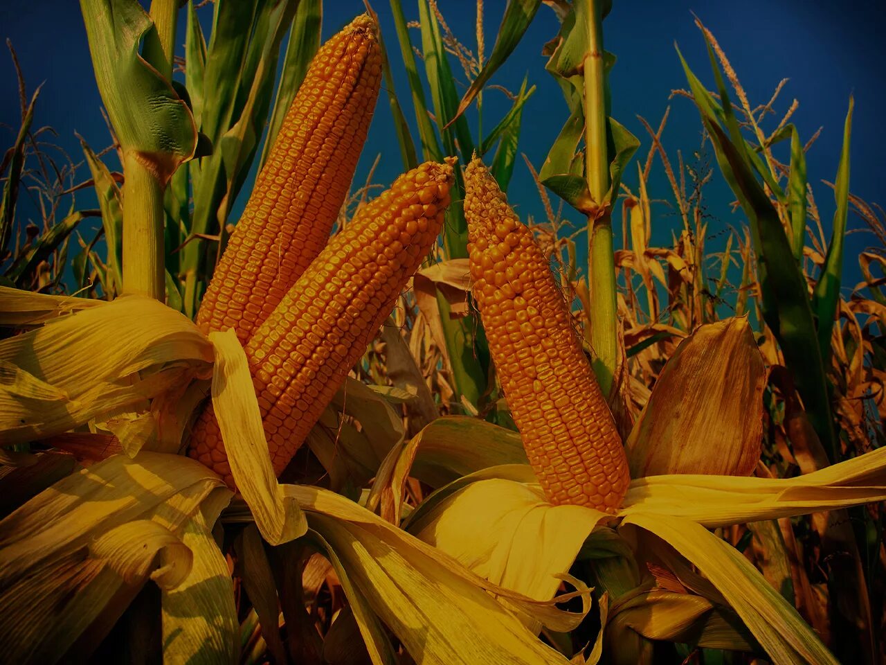 Maize Flex Corn. Corn AGM Loregal. Фон для презентации Corn. Обои в стиле Cotach Corn. Corn на русском