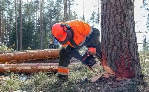 Требуется лес