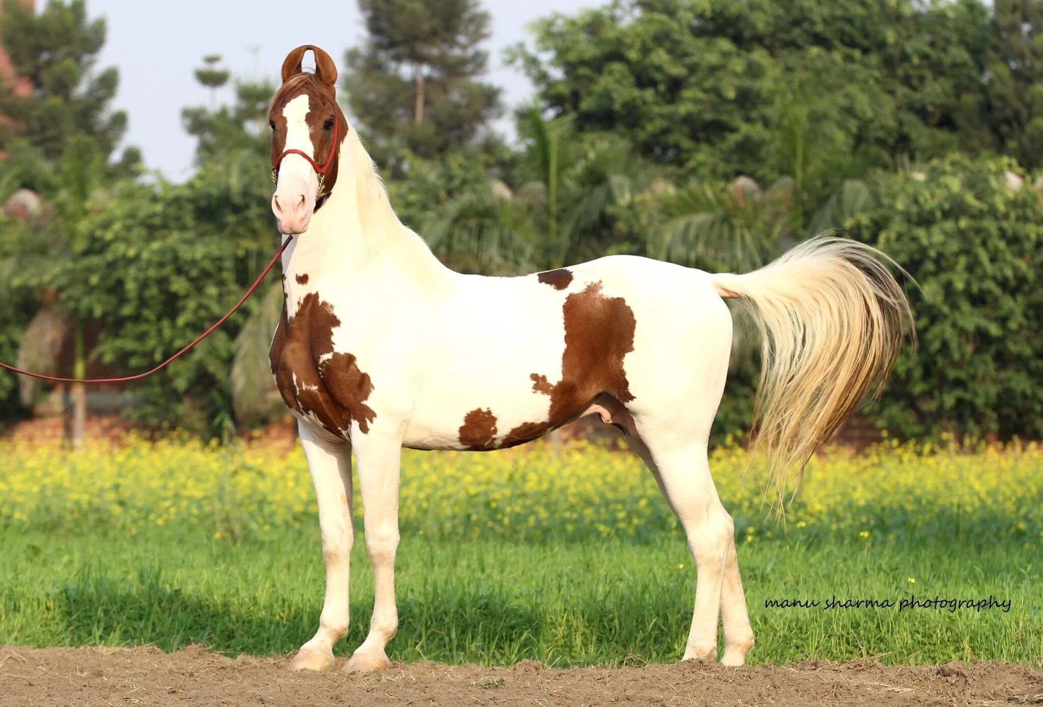 Indian horse