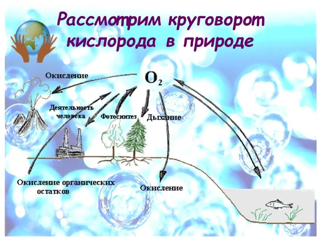 Кислород расположен в группе. Круговорот кислорода в природе рисунок. Круговорот кислорода в природе схема химия. Круговорот кислорода (по е. а. Криксунову и др., 1995). Круговорот кислорода в природе схема 8 класс химия.