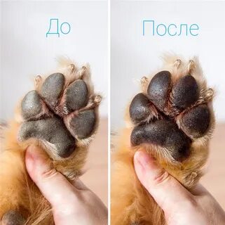 Лапы от реагентов