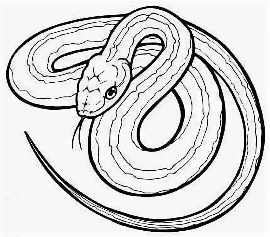 Coloring Pages Snake coloring pages, Snake drawing, Animal coloring pages